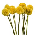 Краспедия-Craspedia-Pop-60cm--So 5d9e5ce1-50dc-11ef-0a80-0fa3002f6a3d