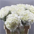 Гортензия-Hydrangea-Ice Age-60cm--Bg 0a2159dc-a8a9-11ef-0a80-0c1000078daa