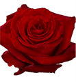 Роза-Rosa-Fortune-50cm--QA 5db628f3-05b4-11f1-0a80-0e2a0035af90