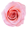 Роза-Rosa-Cleo-50cm-CN 5dbe9fc7-6fe1-11ed-0a80-07fd0043dc2e