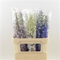 Дельфиниум-Delphinium-Mix-70cm 5decd899-bfa4-11ec-0a80-0b4c0006e13d