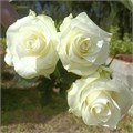 Роза-Rosa-Proud-50cm-RO 5df7d672-269e-11f0-0a80-0c950020efa1