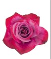 Роза-Rosa-Violet Hill-60cm-JR 5df90fee-9f1b-11ee-0a80-154c000bf274