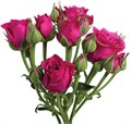 Роза куст-Rosa sp-Gem Star-50cm-EA 5df945b1-b52e-11ee-0a80-119800111149