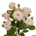 РОЗЫ Аэробик 60 см (Россия) 5e0d03d0-c7c7-11ec-0a80-0d2d00241232