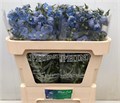 Дельфиниум-Delphinium-En Ballkleid-70cm 5e160355-bfa4-11ec-0a80-0b4c0006e173