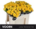 Роза куст-Rosa tr-Lun Trendsetter-50cm 5e4c2001-bfa5-11ec-0a80-0b4c0007db8d