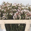Ваксфлауэр-Chamelacium-Moonl Delight-80cm--65gr 5e57fe85-af66-11ed-0a80-0d58001d2979