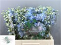 Дельфиниум-Delphinium-En Ballkleid-80cm 5e5949cb-bfa4-11ec-0a80-0b4c0006e1c1