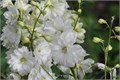 Дельфиниум-Delphinium-Galahad-70cm-IS 5e864e42-0d0e-11ef-0a80-0e790008c6bf