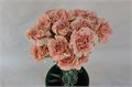 Гвоздика ст-Dianthus st-Caramel-65cm 0a2d0969-bfa4-11ec-0a80-0b4c00069194