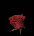 Роза-Rosa-Fortune-60cm-AS 5e8baa5c-740f-11ee-0a80-0f7f002d3172