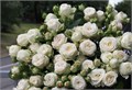 Роза куст-Rosa sp-Princess Bombastic-60cm-RS 5e96246d-0325-11ef-0a80-169300003ba7