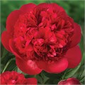 Пион-Paeonia-Diana Parks--60cm 5e998898-ed6e-11ed-0a80-0859009ca1d5