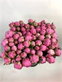 Пион-Peony-Alex Flaming-70cm-CE 5eb76c0d-367a-11f0-0a80-07660000e74a