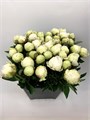 Пион-Peony-Ivory Victory-70cm-CE 5ec45b57-367a-11f0-0a80-07660000e74d