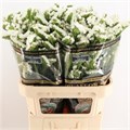 Лимониум-Limonium-S Pearl Wings-80cm-75gr 0a3515dd-99a8-11ed-0a80-0071003ad7e2