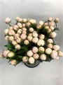 Пион-Peony-Mother Choice-60cm-CE 5eca9d4d-367a-11f0-0a80-07660000e750