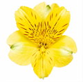 Альстромерия-Alstroemeria-Gold-60cm-/QA 5ee93f26-4053-11ef-0a80-050900142af2