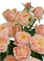 Роза куст-Rosa sp-Lady Ella-60cm-RS 5f42a508-d6d2-11ee-0a80-06c000070937