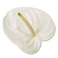 Антуриум Anthurium Adina 5f5dbf77-688a-11f0-0a80-0fae000f8a3d