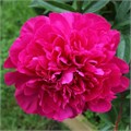 Пион-Paeonia-Kansas-60см 5f66bd91-4a84-11f0-0a80-1b7d0043ee1d