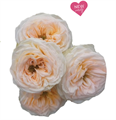 Роза куст-Rosa sp-Wink Allure-40cm-CN 5f702184-91af-11ed-0a80-071100118975