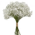 Гипсофила-Gypsophila-Over Time-1000gr-/EA 5f773a42-9b73-11ee-0a80-0edb00001213