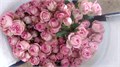 Роза куст-Rosa sp-Volkova-53cm--Ti 5fab504a-bea5-11ef-0a80-1ab00005fbdd