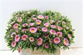Каллистефус-Callistephus-Mats Pink-40cm 5fb08cc2-dc00-11ec-0a80-0d220005eee2
