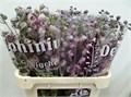 Дельфиниум-Delphinium-Du Dew Melody-/80cm 5fdfa0e2-2bbc-11ee-0a80-048d001054ee