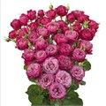 Роза куст-Rosa sp-Party Trendsetter-53cm-Ti 0a3766a2-3dfe-11ee-0a80-028b00144d2a
