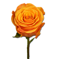Роза-Rosa-Tycoon-50cm-QA 600aa997-bfa9-11ec-0a80-0b4c000b9da2