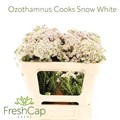 Озотамнус-Ozothamnus-Cooks Snow White-50cm 0a3b72ab-b8ad-11f0-0a80-0baf00201dad