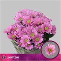 Хризантема куст-Chrysant Tr-Ballerinas-70cm-90gr 601acb14-dc00-11ec-0a80-0d220005eef1
