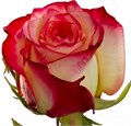 Роза-Rosa-Felicity-60cm-CN 6027186f-8dc9-11ee-0a80-107d000caf4b