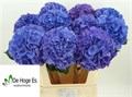Гортензия-Hydrangea-M Roy Navy Bl-80cm 602d1758-dc00-11ec-0a80-0d220005eef4
