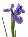 Ирис-Iris-Blue Magic-62cm-34gr 602eabac-bfa4-11ec-0a80-0b4c0006e3ef
