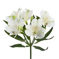 Альстромерия-Alstroemeria-Fl Charme Blanc--75cm 604998d3-d1aa-11ee-0a80-08680016347a