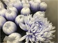Хризантема одн-Chrysant Gr-Antonov Pastel Lilac-70cm 0a3f6cd1-bfa6-11ec-0a80-0b4c00086c97