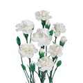 Гвоздика куст-Dianthus Tr- Blanquita-70cm 6053d055-dc00-11ec-0a80-0d220005eef7