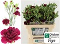 Гвоздика куст-Dianthus Tr- Vega-60cm 60636613-dc00-11ec-0a80-0d220005eefd