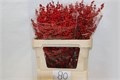 Илекс Ve-Ilex Ve-Rode Bes--70cm 6064648b-bfa4-11ec-0a80-0b4c0006e431