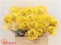 Леукоспермум-Leucospermum-Ayoba Gold-40cm 6064d542-4487-11ed-0a80-091c002a8af2