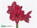 Амариллис St-Hippeastrum St-Ga Isabella-/80cm 6067e036-c8c0-11ee-0a80-07770028ae16