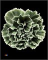 Гвоздика-Dianthus-Gothic Green-60cm 0a439bd0-d735-11ef-0a80-04fd00ce8f3b