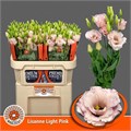Лизиантус G-Lisianthus G-Lisanne L Pink-72cm 606ff51b-dc00-11ec-0a80-0d220005ef00