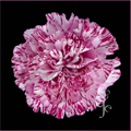 Гвоздика SE-Dianthus SE-Blu Copernico-FC 60709e6d-a2f7-11ed-0a80-00b5002aa54e