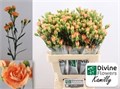 Гвоздика куст-Dianthus Tr- Kamilly-60cm 60884b30-dc00-11ec-0a80-0d220005ef03