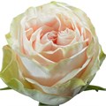 Роза-Rosa-Garden Spirit-60cm--FE/ 609168d5-eb0d-11ec-0a80-0234000e06da